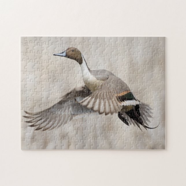 Puzzle Canard colvert mâle prenant son envol (Horizontal)