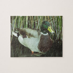 Puzzle Canard de Mallard Photo Lac Faune Oiseau d'eau
