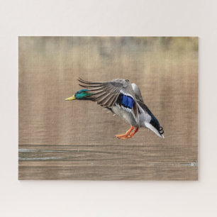 Puzzle Canard Mallard en vol