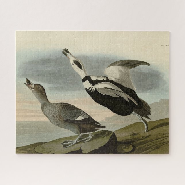 Puzzle Canard mouché (Canard du Labrador) Audubon Birds o (Horizontal)