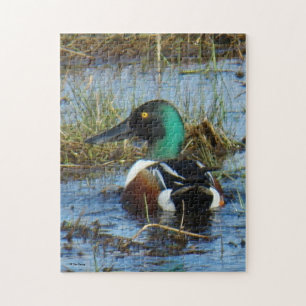 Puzzle Canard souchet mâle B25