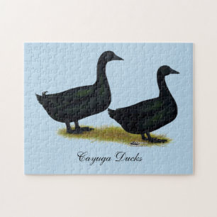 Puzzle Canards : Cayugas noirs