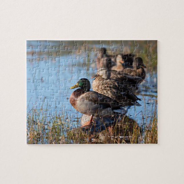 Puzzle Canards de Mallard (Horizontal)
