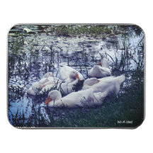 Canards endormis Animaux d'étang