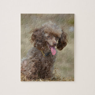 Puzzle Caniche de jouet Brown