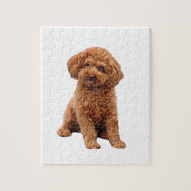 Puzzle Caniche - Jouet (Abricot) (Vertical)
