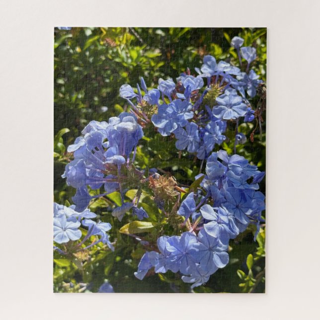 Puzzle Cape de pervenche Plumbago, Oakland (Vertical)