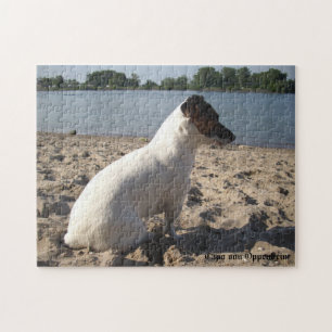 Puzzle Capo von Oppenheim, Jack Russell Terrier Chien