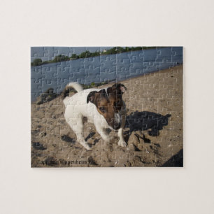 Puzzle Capo von Oppenheim, Jack Russell Terrier Chien