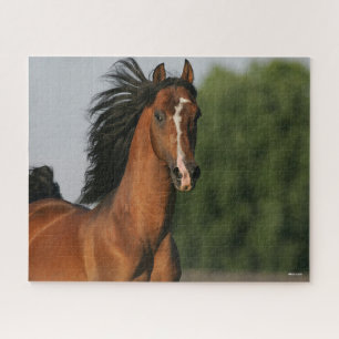 Puzzle Capture d'écran Mane de Bay Morgan Horse