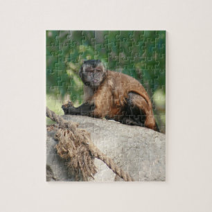 Puzzle Capuchin Singe Mignonne Mais Cranky