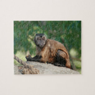 Puzzle Capuchin Singe Mignonne Mais Cranky