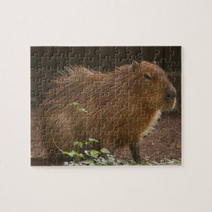 Puzzle Capybara