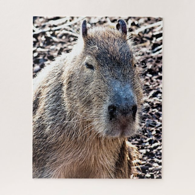 PUZZLE CAPYBARA ANIMAL SAUVAGE (Vertical)