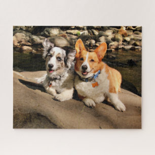 Puzzle Cardigan et Pembroke Welsh Corgis