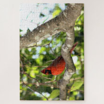 Cardinal dans la photographie des arbres