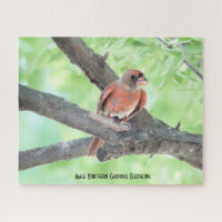 Cardinal mâle jeune, amateur d'oiseaux