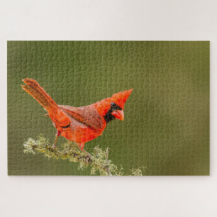 Puzzle Cardinal mâle sur une branche