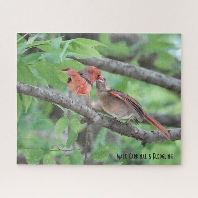 Puzzle Cardinal masculin et jeune, amoureux des oiseaux (Horizontal)