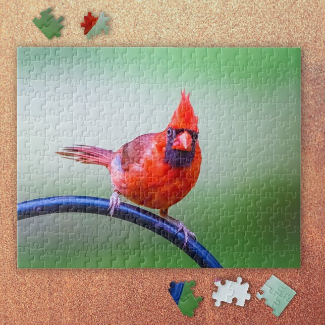 Puzzle Cardinal Rouge avec une expression amusante (It's a Red Cardinal Puzzle!)