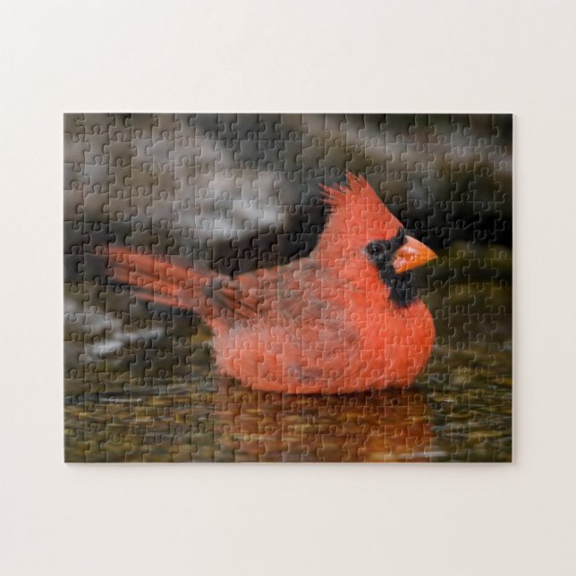 Puzzle Cardinal rouge mâle se baignant (Horizontal)