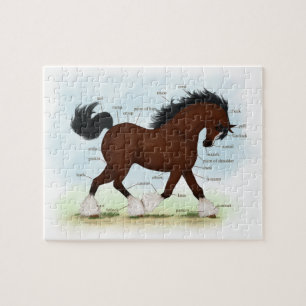 Puzzle Carte anatomique du Cheval de Baie Clydesdale