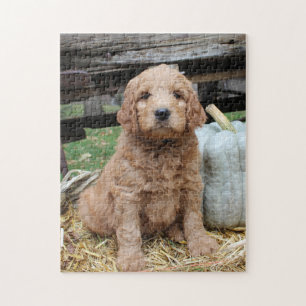 Puzzle Casse-tête de chiot de Goldendoodle