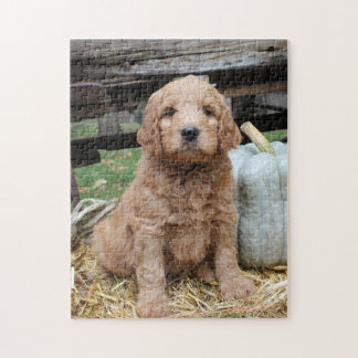 Puzzle Casse-tête de chiot de Goldendoodle