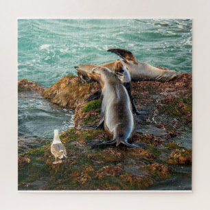 Puzzle Casse-tête des Otaries Art Océanique de la Faune