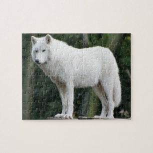 Puzzle Casse-tête majestueuse de loup blanc