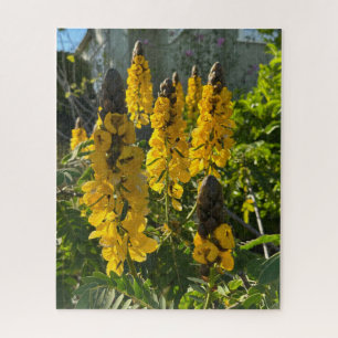 Puzzle Cassia au beurre de cacahuète jaune, Oakland