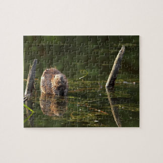Puzzle Castor de sourire