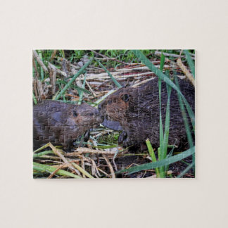 Puzzle Castors embrassant la photo