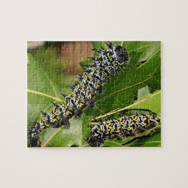 Puzzle Caterpillar (Horizontal)