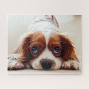 Puzzle Cavalier King Charles Spaniel