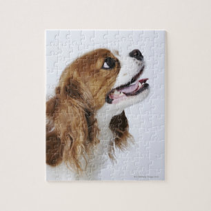 Puzzle Cavalier King Charles Spaniel