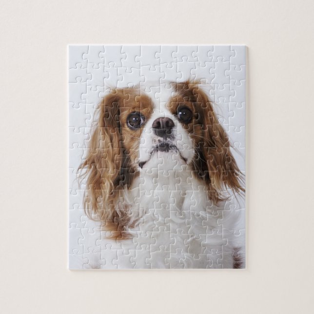 Puzzle Cavalier King Charles Spaniel assis en studio (Vertical)