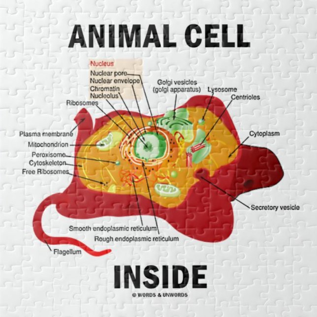 Puzzle Cellule animale à l'intérieur (cellule Eukaryotiqu (Jigsaw puzzle for anyone with eukaryotic cells featuring biology truism saying "Animal Cell Inside")