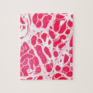 Puzzle Cellules de testicule sous le microscope