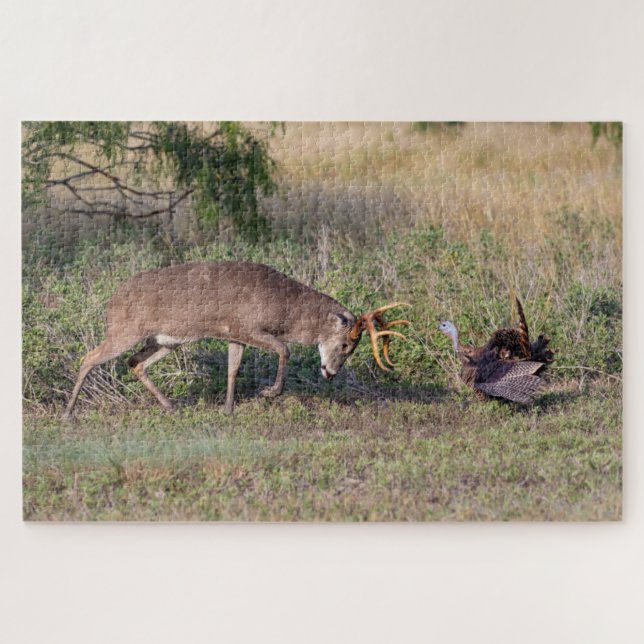 Puzzle Cerf à queue blanche combattant un dindon sauvage (Horizontal)