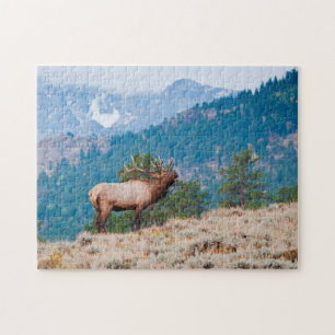 Puzzle Cerf (Cervus Elephus) mâle bramant