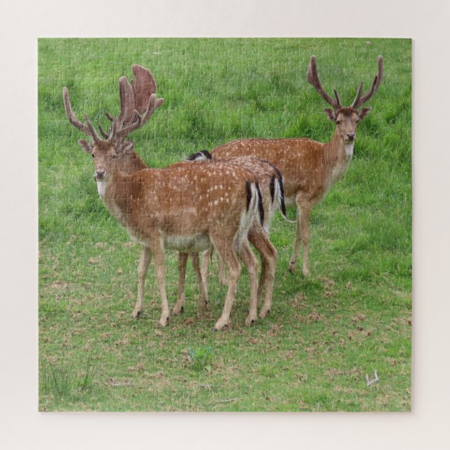Puzzle cerf, daim en plein air (Vertical)