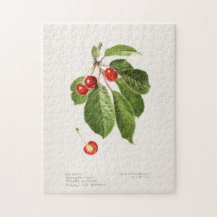 Puzzle Cerises (Prunus Avium) Aquarelle de fruits Peintur