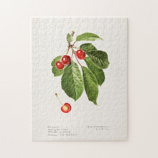 Puzzle Cerises (Prunus Avium) Aquarelle de fruits Peintur (Vertical)