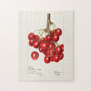 Puzzle Cerises (Prunus Avium) Aquarelle de fruits Peintur
