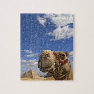 Puzzle Chameau devant les pyramides de Gizeh, Égypte,