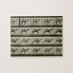 Puzzle Chameau, plat "de la locomotion animale", 1887