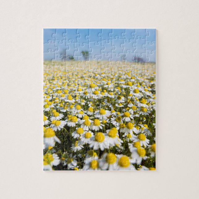Puzzle Champ de camomille, Hongrie (Vertical)