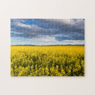 Puzzle Champ de Canola dans la lumière du soir tardif