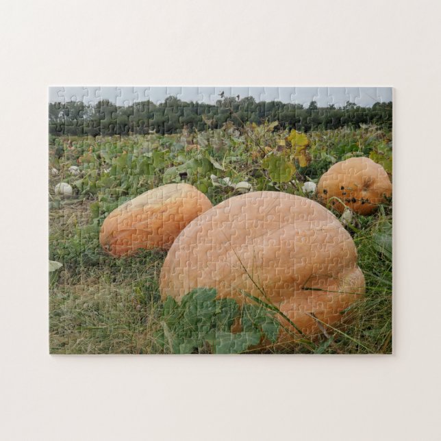 Puzzle Champ de citrouilles (Horizontal)